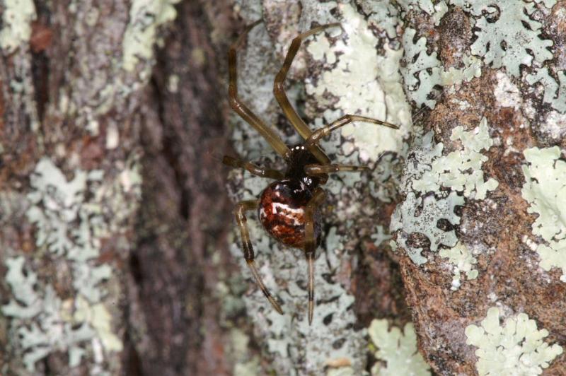 Parasteatoda_decorata_D4065_Z_88_Coochi island_Australie.jpg